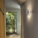 Ovo Wall Light  